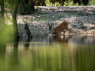 Appartement Dramalj Environnement 28