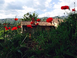 Casa per le vacanze Massa e Cozzile Registrazione all'aperto 11