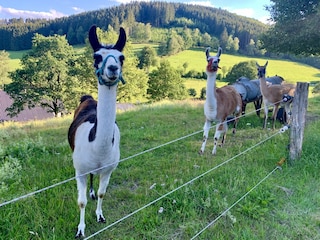 Lamas aus Elpe