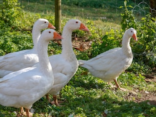Gänse auf dem Stöberhof