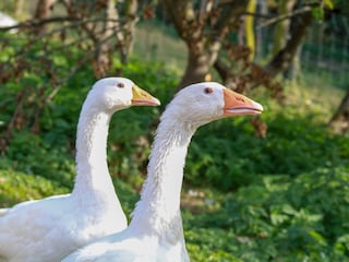 Unsere Gänse