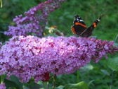 Schmetterlingsbaum im Garten