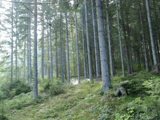 Autumn forest magic