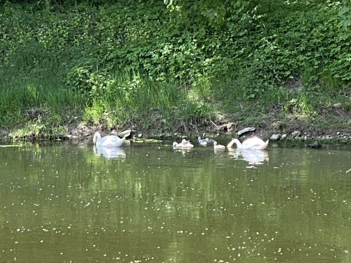 Schwanenfamilie auf der Werra