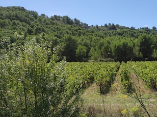 Weinanbau im La Clape