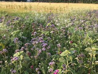 Maison de vacances Den Ham Environnement 35