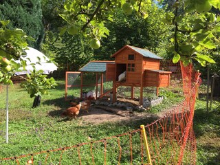 5 glückliche Hühner im Garten