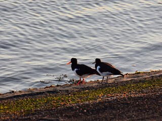 Austernfischer am Ufer