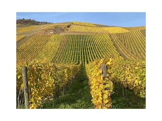 Weinberge im Herbst