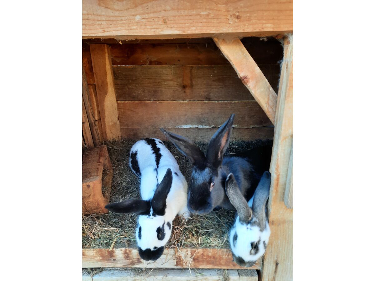 Kaninchen auf dem Hof