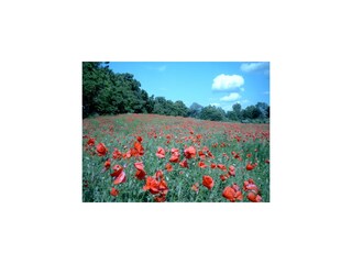 Vakantieappartement Sellin Omgeving 23