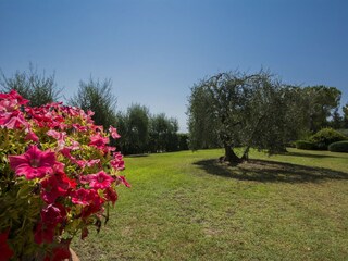 Type de propriété : Ferme Certaldo Enregistrement extérieur 14