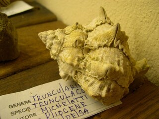 Bauernhof Certaldo Umgebung 32