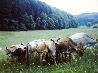 Schönbach Valley