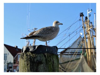 Hafen Greetsiel