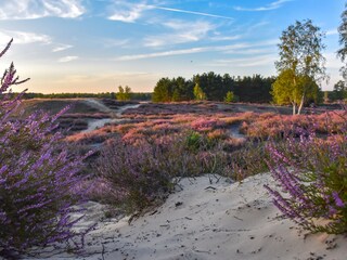 In der Ellerndorfer Wacholderheide