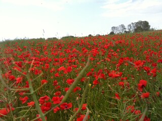Wunderbare Natur