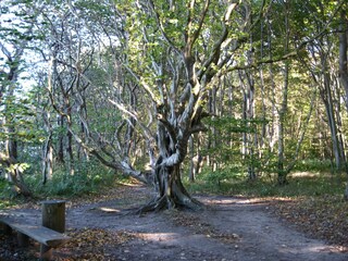 im Märchenwald