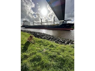 Hunde fühlen sich am NOK pudelwohl