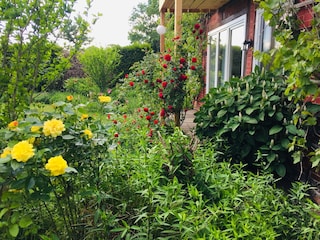 Zahlreiche Blumen, Weinranken und Kräuter