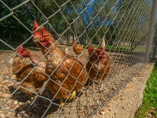 Villa Son Carrió Entorno 52