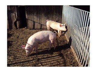 2 Ferkel