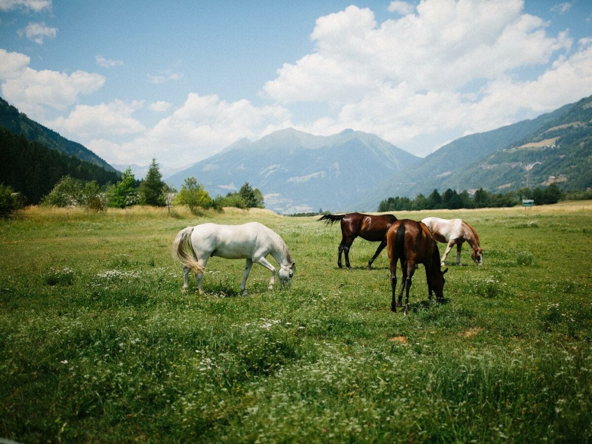 Landgut Moserhof Pferde