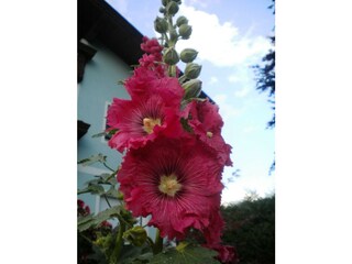 Blumen zum Träumen