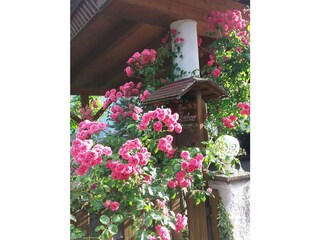Blumenpracht