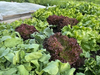 Salate Gemüse