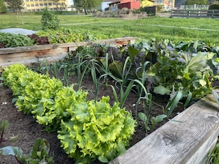 Garten Salat