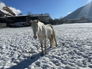Jaro im Schnee