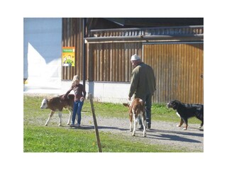 Bio-Bauernhof-Haslach-Koessen-Tiere
