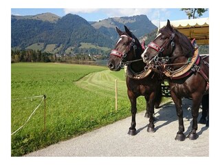 unsere zwei starken Jungs Rocky & Leo