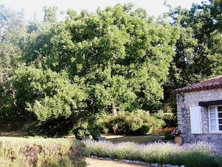 Vakantiehuis Saint-Cézaire-sur-Siagne Omgeving 17