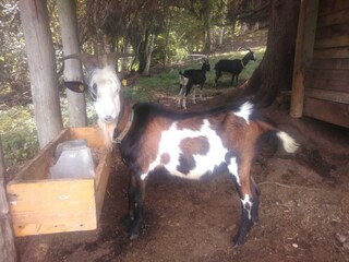 Camera per vacanze Schwendt Registrazione all'aperto 9