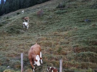 Appartamento Walchsee Registrazione all'aperto 10