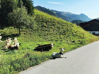 Tierwelt ohne Grenzen