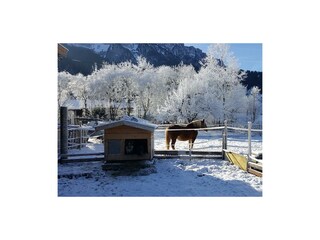 Wintermorgen am Angarterhof