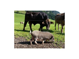 Finny Hängebauchschwein