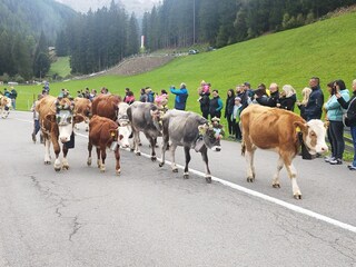 Almabtrieb
