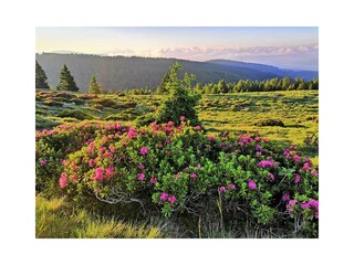 Alpenrosenblüte