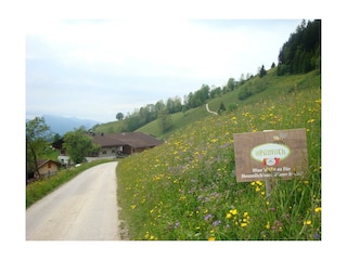 Unsere blühende Wiese vom Frühsommer 2014