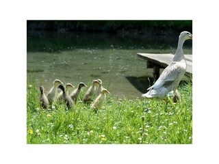 Gänse