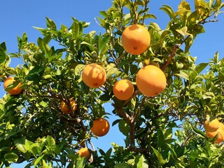 Casa per le vacanze Peñiscola Ambiente 28