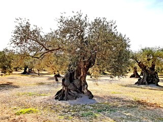 Casa per le vacanze Peñiscola Ambiente 34