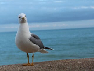 Casa per le vacanze Peñiscola Ambiente 40