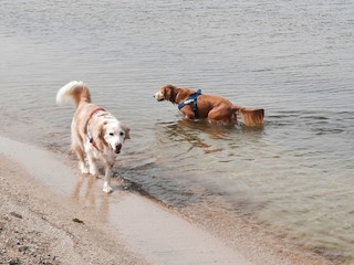 Hundestrand