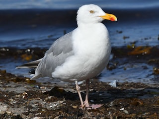 Vogelparadies Geltinger Birk