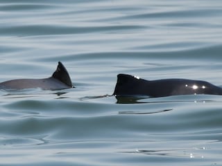 Schweinswale in der Geltinger Bucht